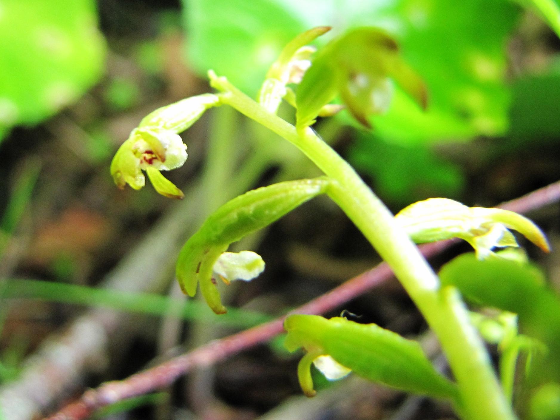 Corallorhiza trifida